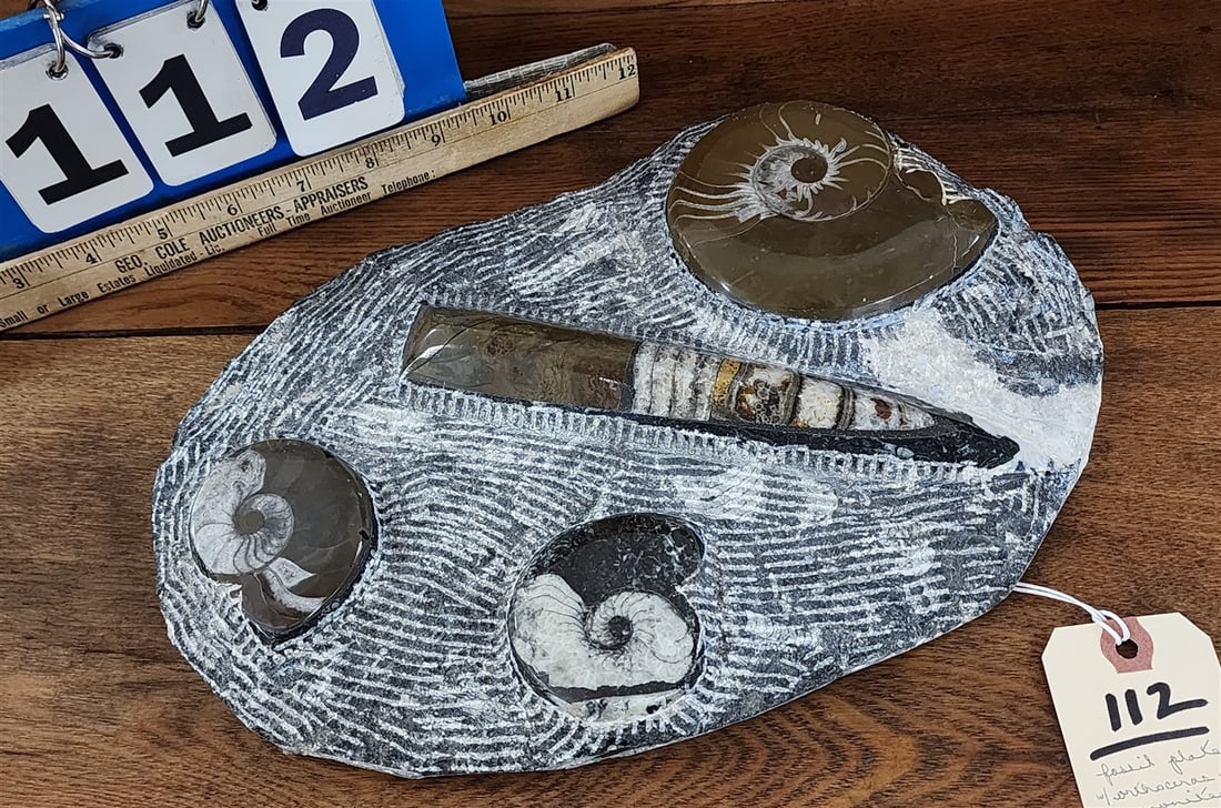 Fossil Plate w/Orthoceras & Amonites 12" X 8": Fossil Plate w/Orthoceras & Amonites 12" X 8"
