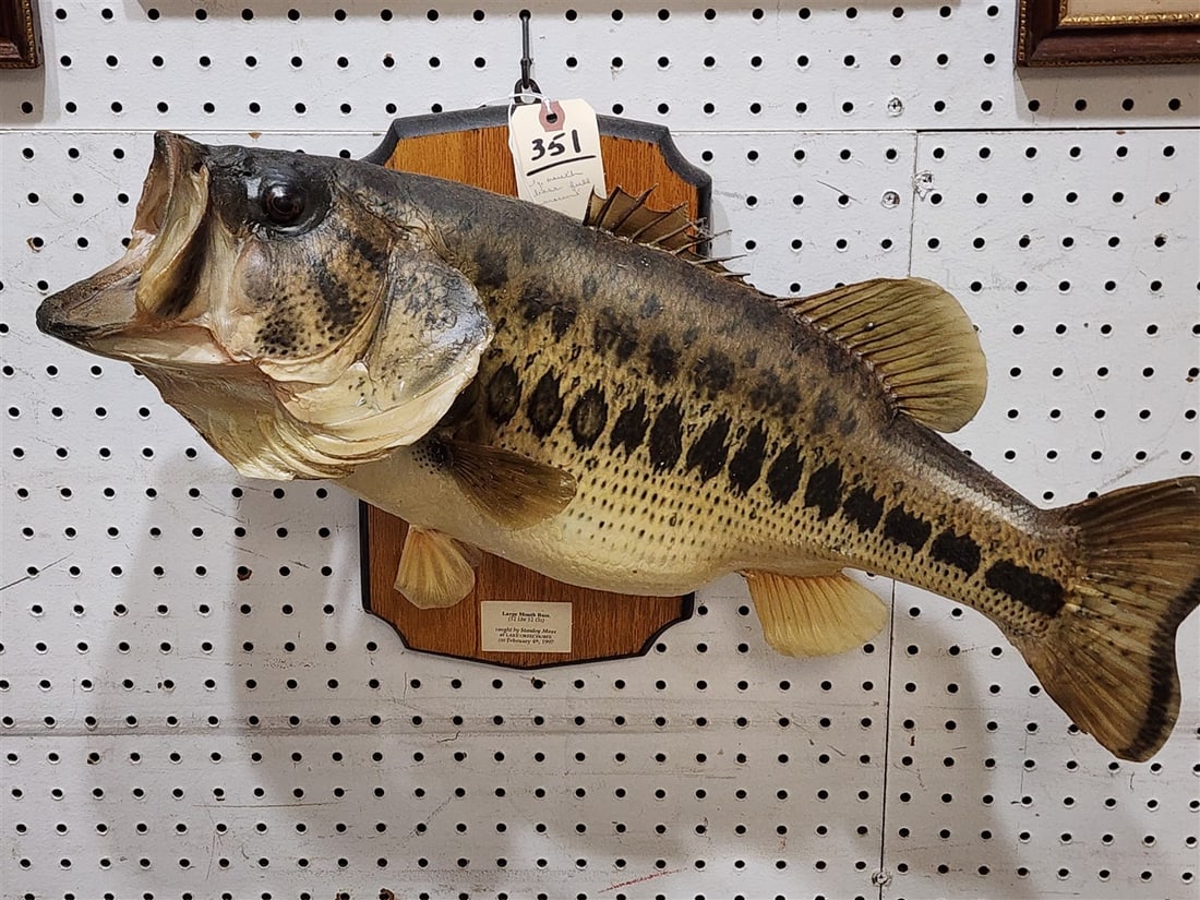 Full Mount Large Mouth Bass 24": Full Mount Large Mouth Bass 24"