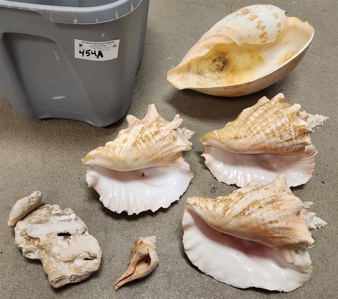 Tub Of Shells - 14", (3) 10 1/2", Etc.: Tub Of Shells - 14", (3) 10 1/2", Etc.