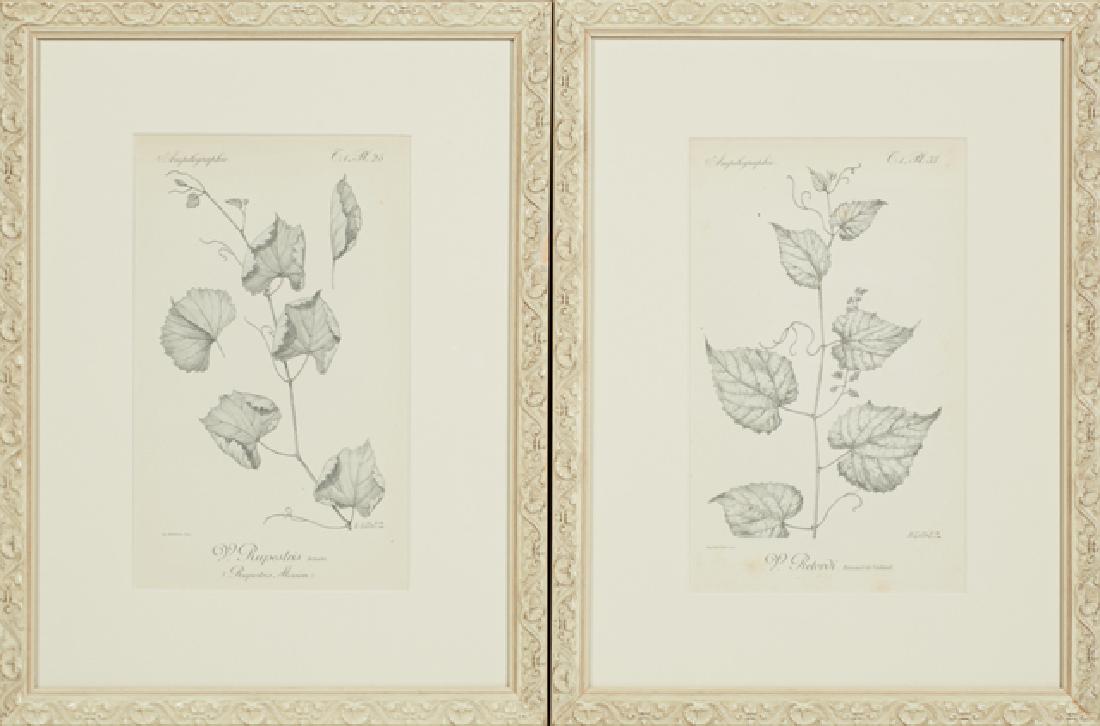 Henri Gillet, "V. Retordi," and "V. Rupestris," late (1 of 1)