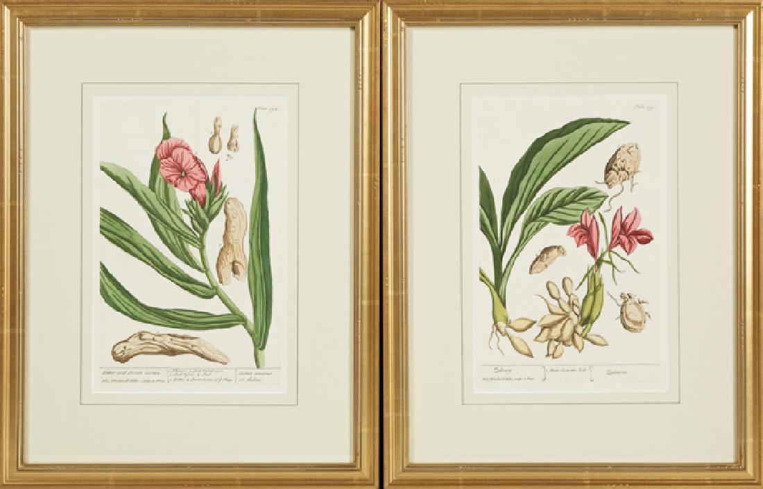 Elizabeth Blackwell (1710-1774), "Bitter and Sweet (1 of 1)