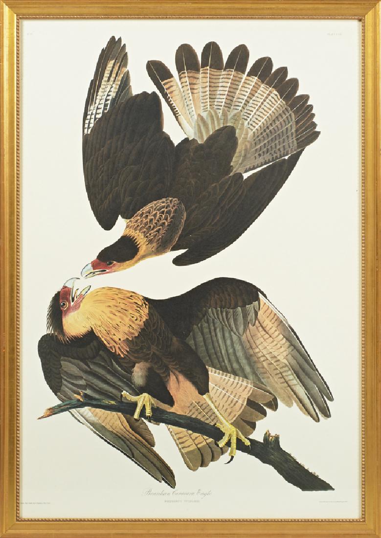 John James Audubon (1785-1851), "Brasilian Caracara (1 of 1)