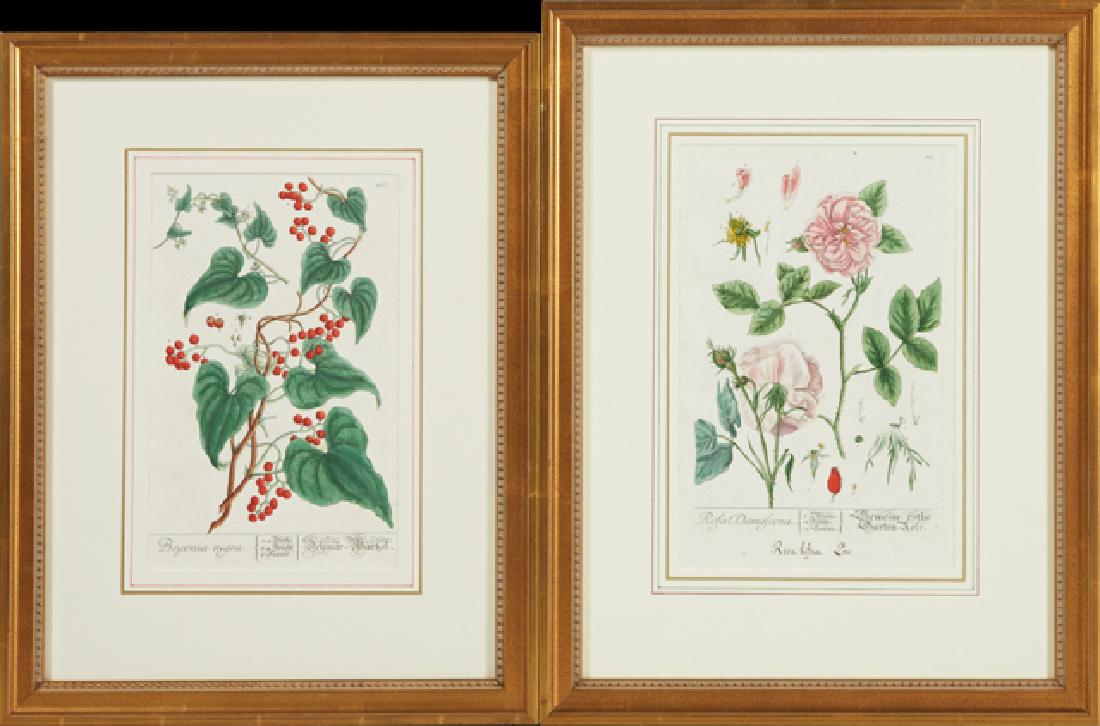 Elizabeth Blackwell (1710-1774), "Rosa Damascena," and (1 of 1)