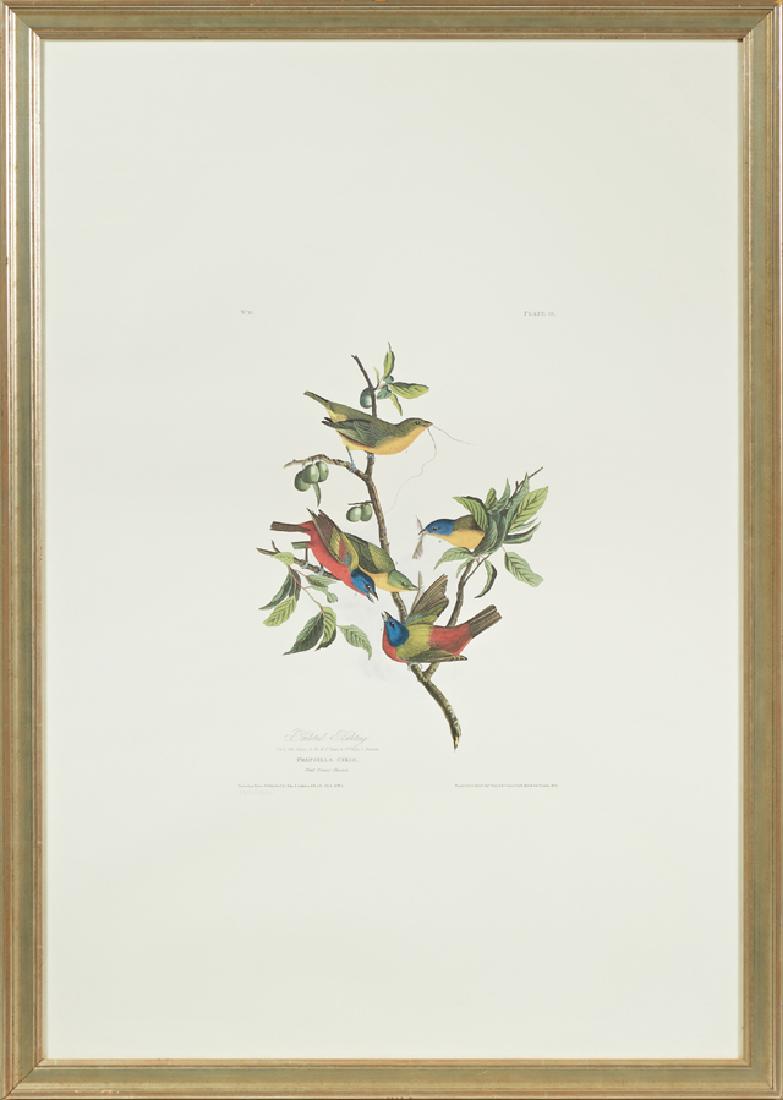 John James Audubon (1785-1851), "Painted Bunting," No. (1 of 1)