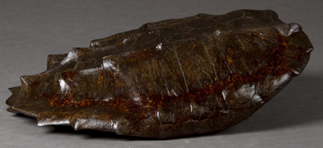 Large Snapping Turtle Shell, 20th c., Mississippi, H.- (1 of 1)