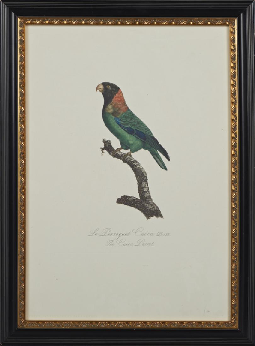 Francois Levaillant (1753-1824), "The Caica (1 of 1)