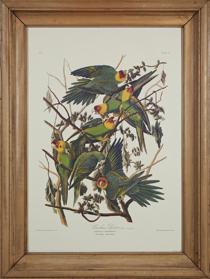 John James Audubon (1785-1851), "Carolina Parrot," (1 of 1)