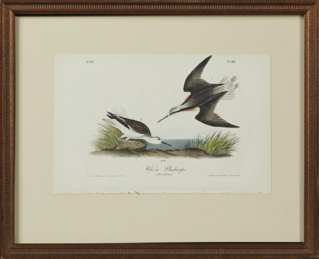 John James Audubon (1785-1851), "Wilson's Phalarope,": John James Audubon (1785-1851), "Wilson's Phalarope," No. 69, Plate 341, 1840, Octavo, 1st edition, presented in a gilt frame, H.- 6 5/8 in., W.- 10 1/4 in.