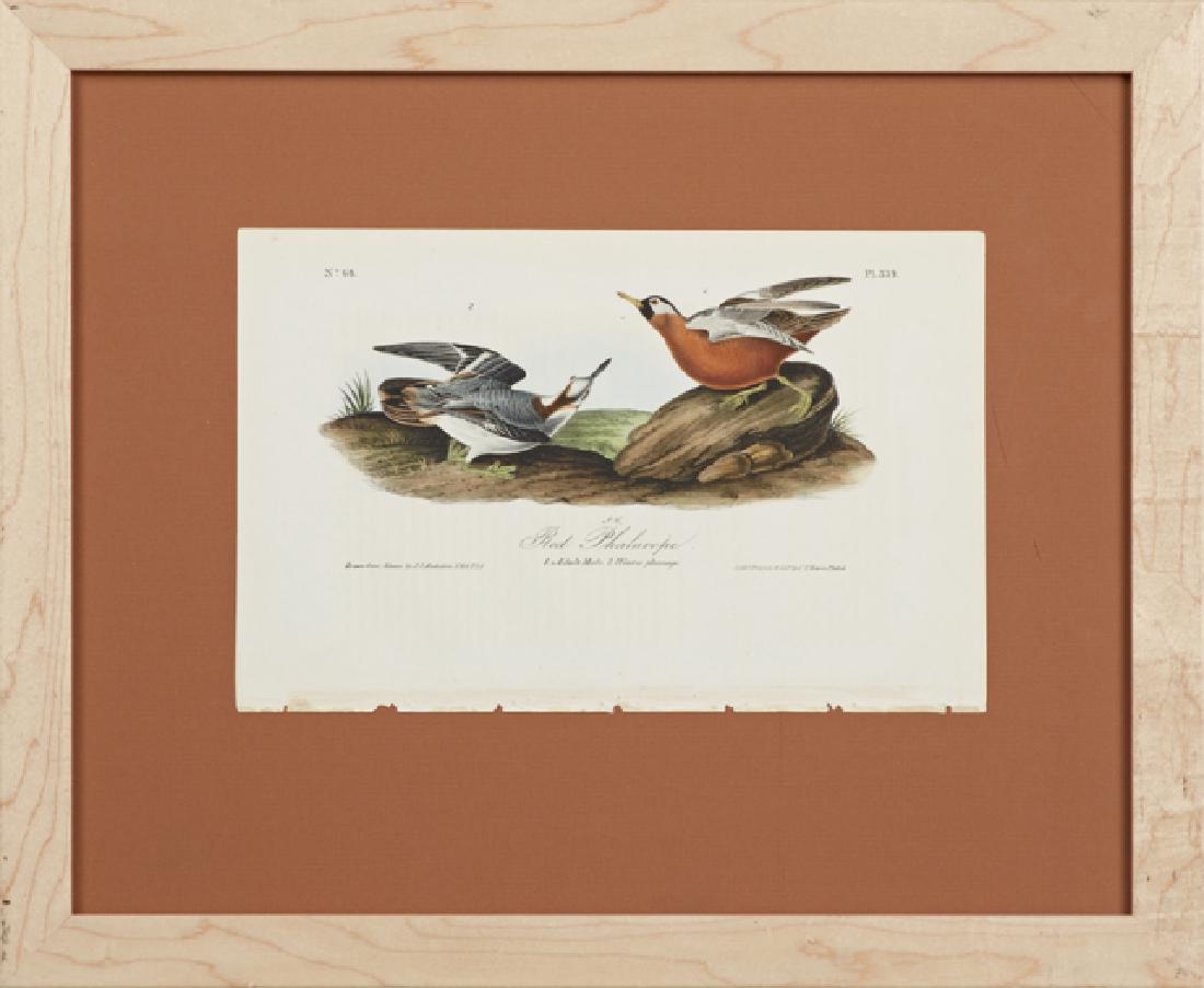John James Audubon (1785-1851), "Red Phalarope," No.: John James Audubon (1785-1851), "Red Phalarope," No. 68, Plate 339, 1840, Octavo, 1st edition, presented in a natural wood frame, H.- 6 5/8 in., W.- 10 3/8 in.