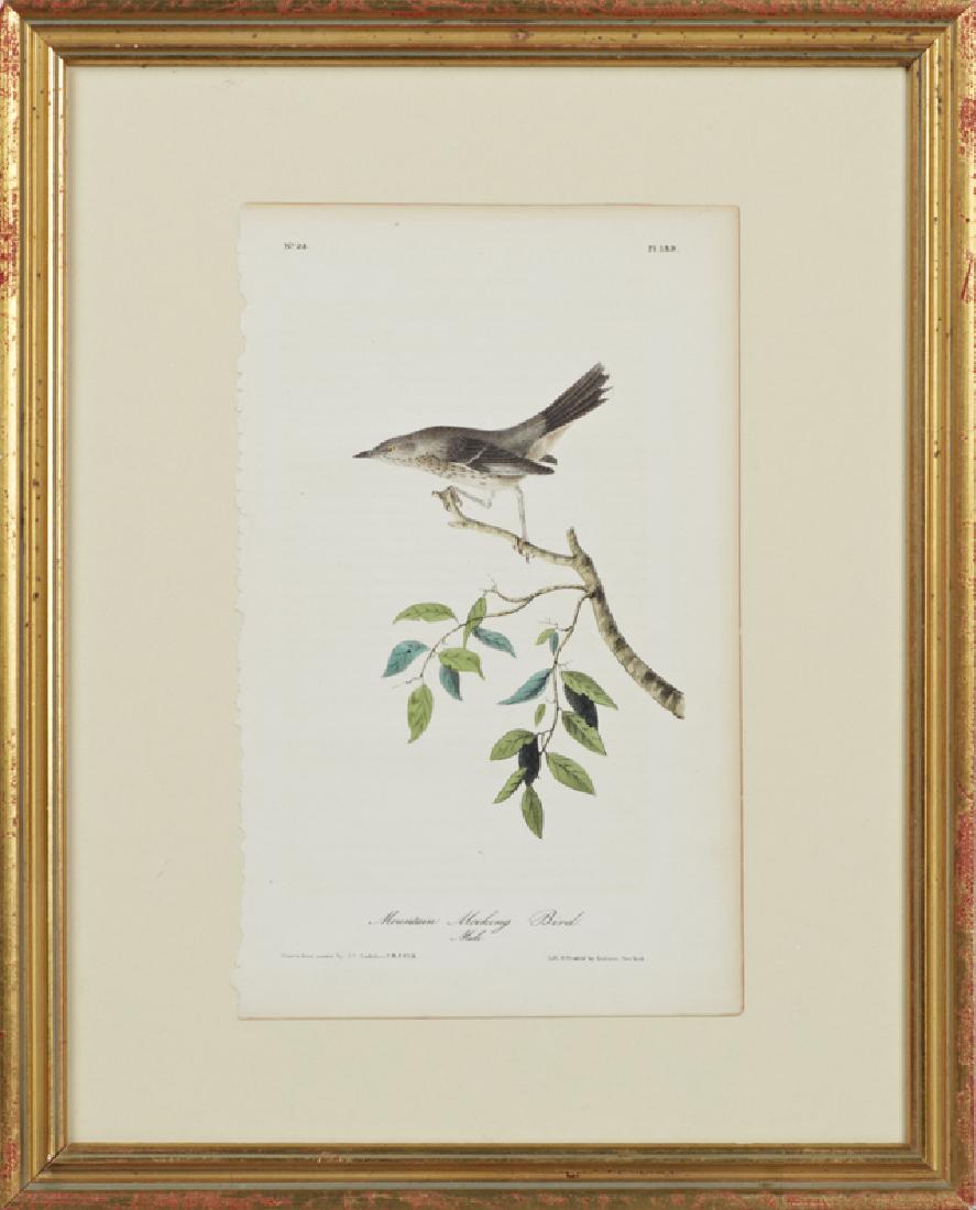 John James Audubon (1785-1851), "Mountain Mocking Bird,: John James Audubon (1785-1851), "Mountain Mocking Bird, Male," No. 28, Plate 139, Octavo, 1840, 1st edition, presented in a gilt frame, H.- 10 1/4 in., W.- 6 1/4 in.