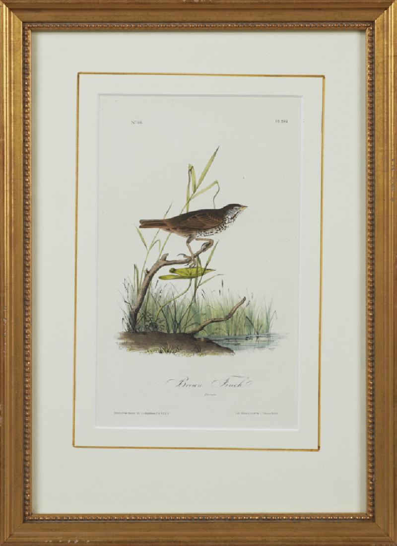 John James Audubon (1785-1851), "Brown Finch," No. 38,: John James Audubon (1785-1851), "Brown Finch," No. 38, Plate 187, 1840, Octavo, 1st edition, presented in a gilt frame with a beaded liner, H.- 9 1/4 in., W.- 5 1/2 in.
