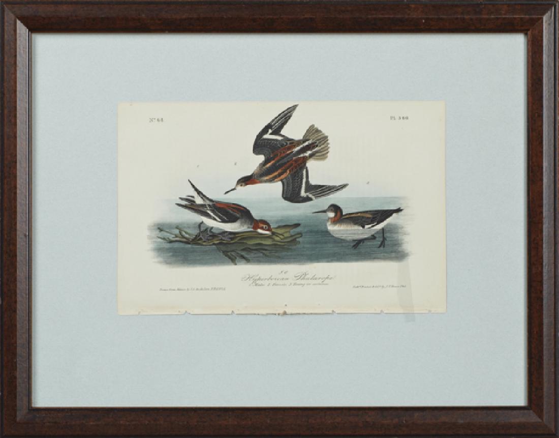 John James Audubon (1785-1851), "Hyperborean: John James Audubon (1785-1851), "Hyperborean Phalarope," No. 68, Plate 340, 1840, Octavo, 1st edition, presented in a mottled brown frame, H.- 6 3/4 in., W.- 10 3/8 in.