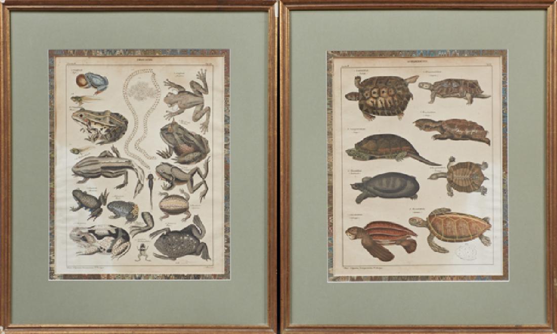 Lorenz Oken (1779-1851), "Froesche (Frogs)" and (1 of 1)