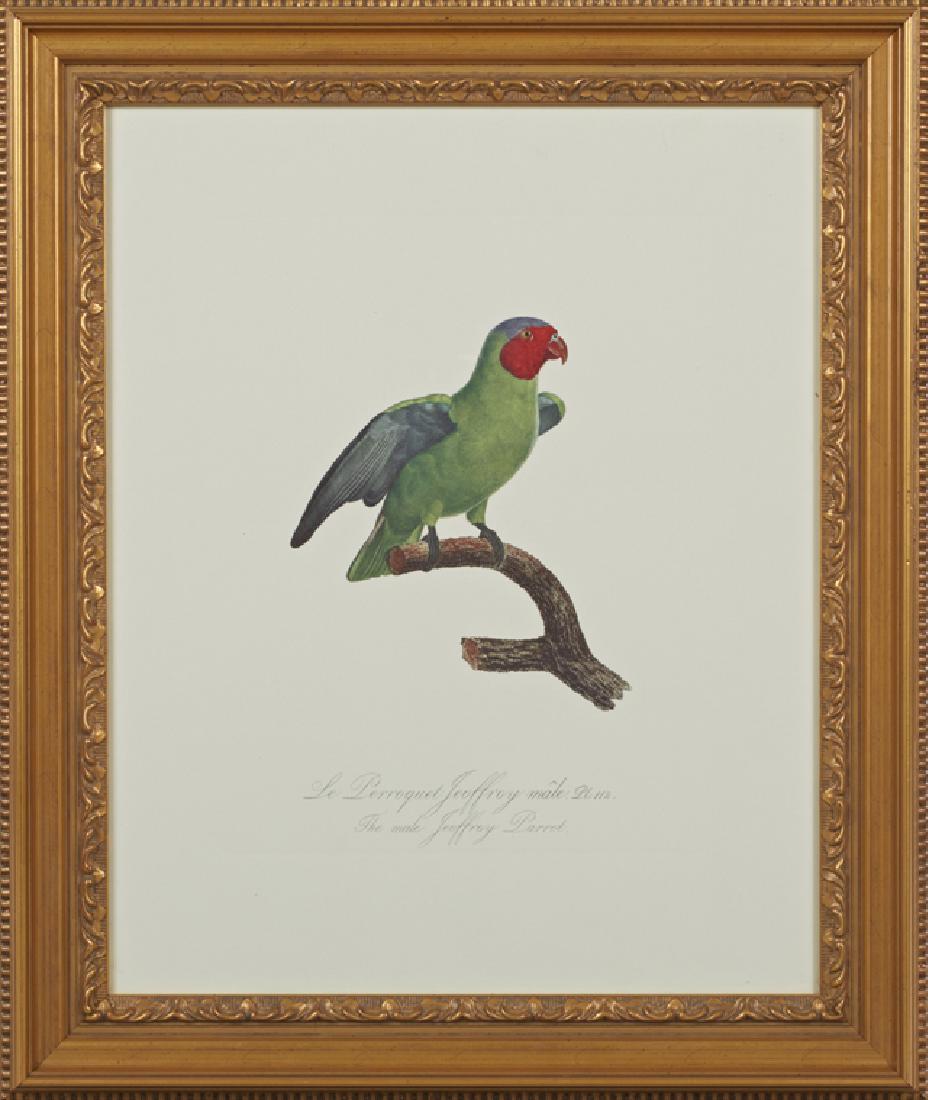 Francois Levaillant (1753-1824), "The Male Jeoffroy (1 of 1)