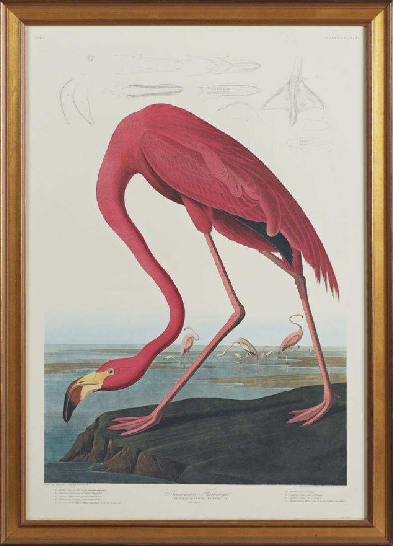 John James Audubon (1785-1851), "American Flamingo," (1 of 1)