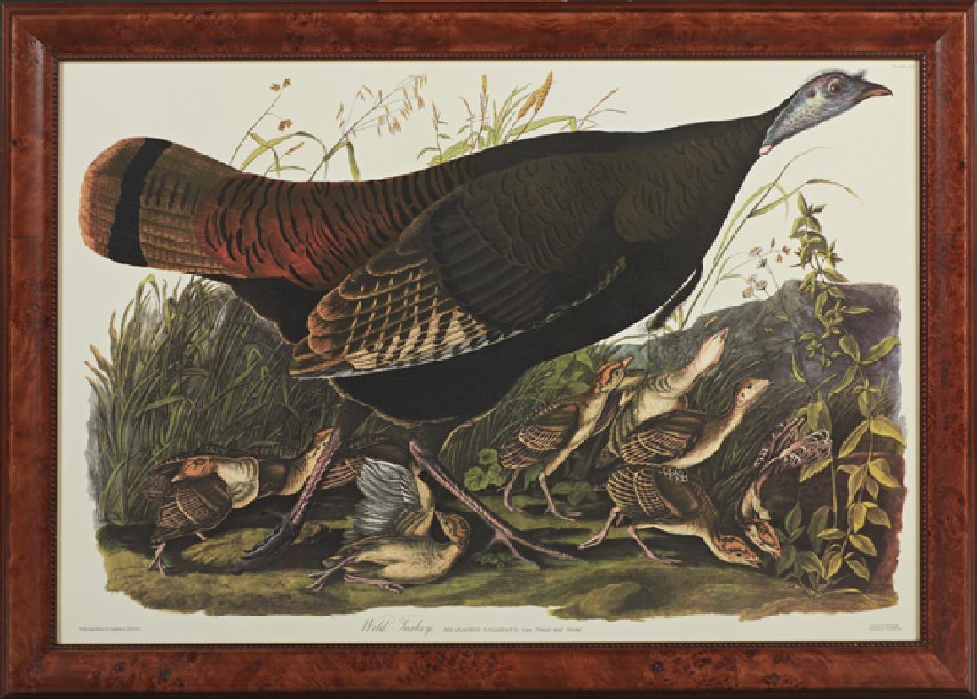 John James Audubon (17851851), "Wild Turkey," Plate 6,