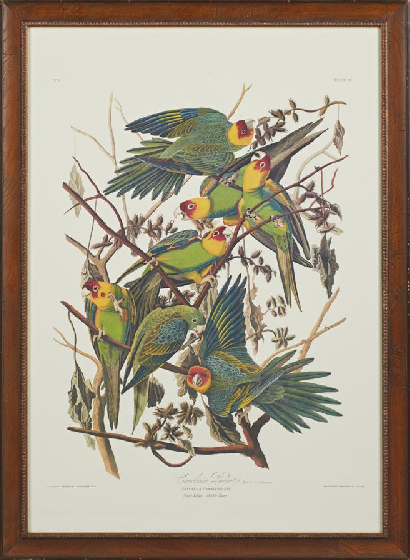 John James Audubon (1785-1851), "Carolina Parrot," No. (1 of 1)