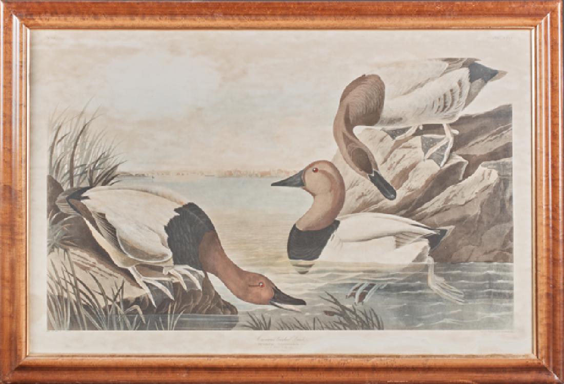 John James Audubon (1785-1851), "Canvas-backed Duck," (1 of 1)