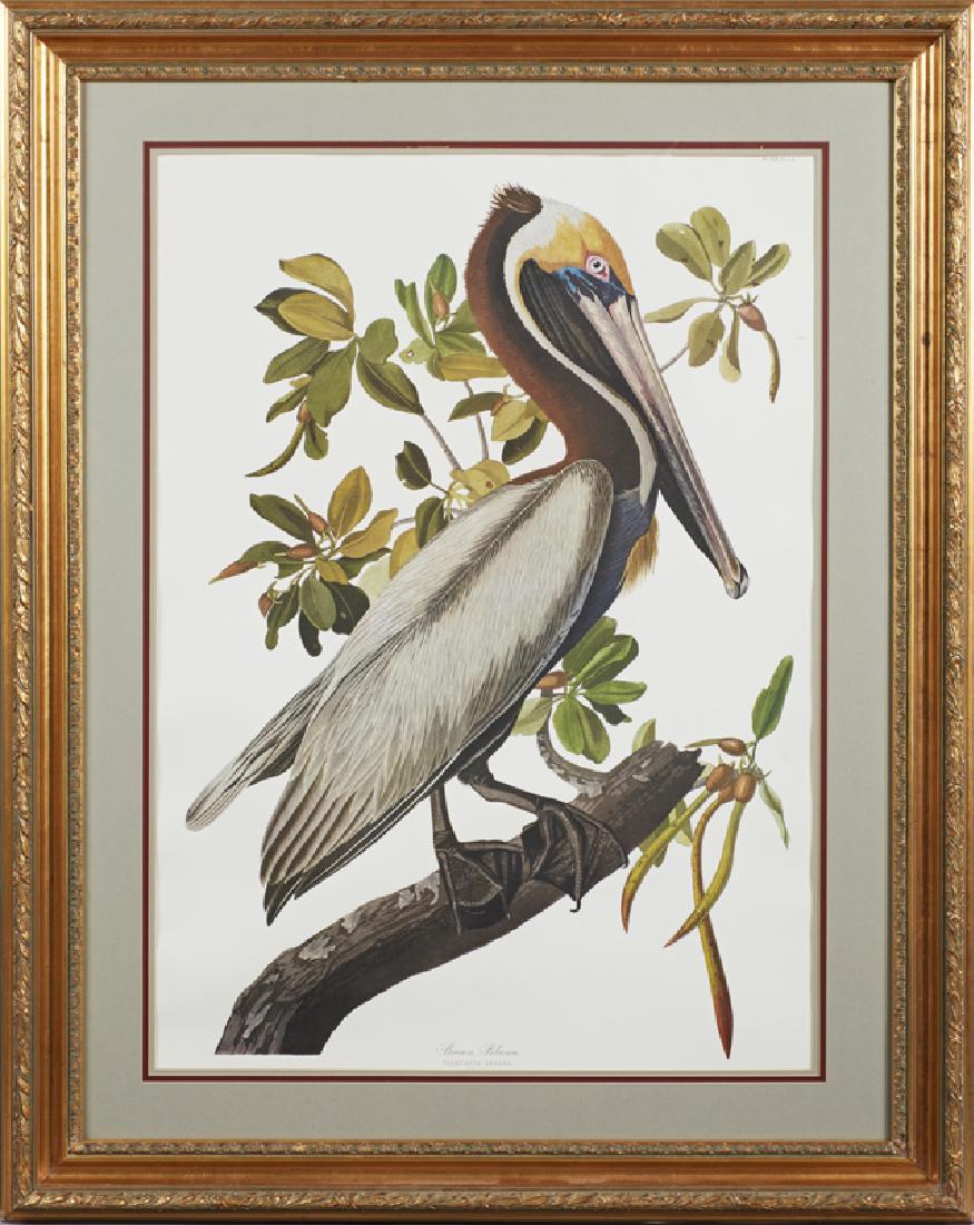 John James Audubon (1785-1851), "Brown Pelican," Plate (1 of 1)