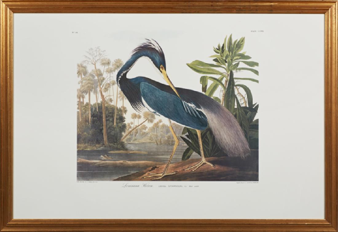 John James Audubon (1785-1851), "Louisiana Heron," No.: John James Audubon (1785-1851), "Louisiana Heron," No. 44 Plate 217, Princeton edition, presented in a gilt frame, H.- 25 1/2 in., W.- 39 1/2 in.