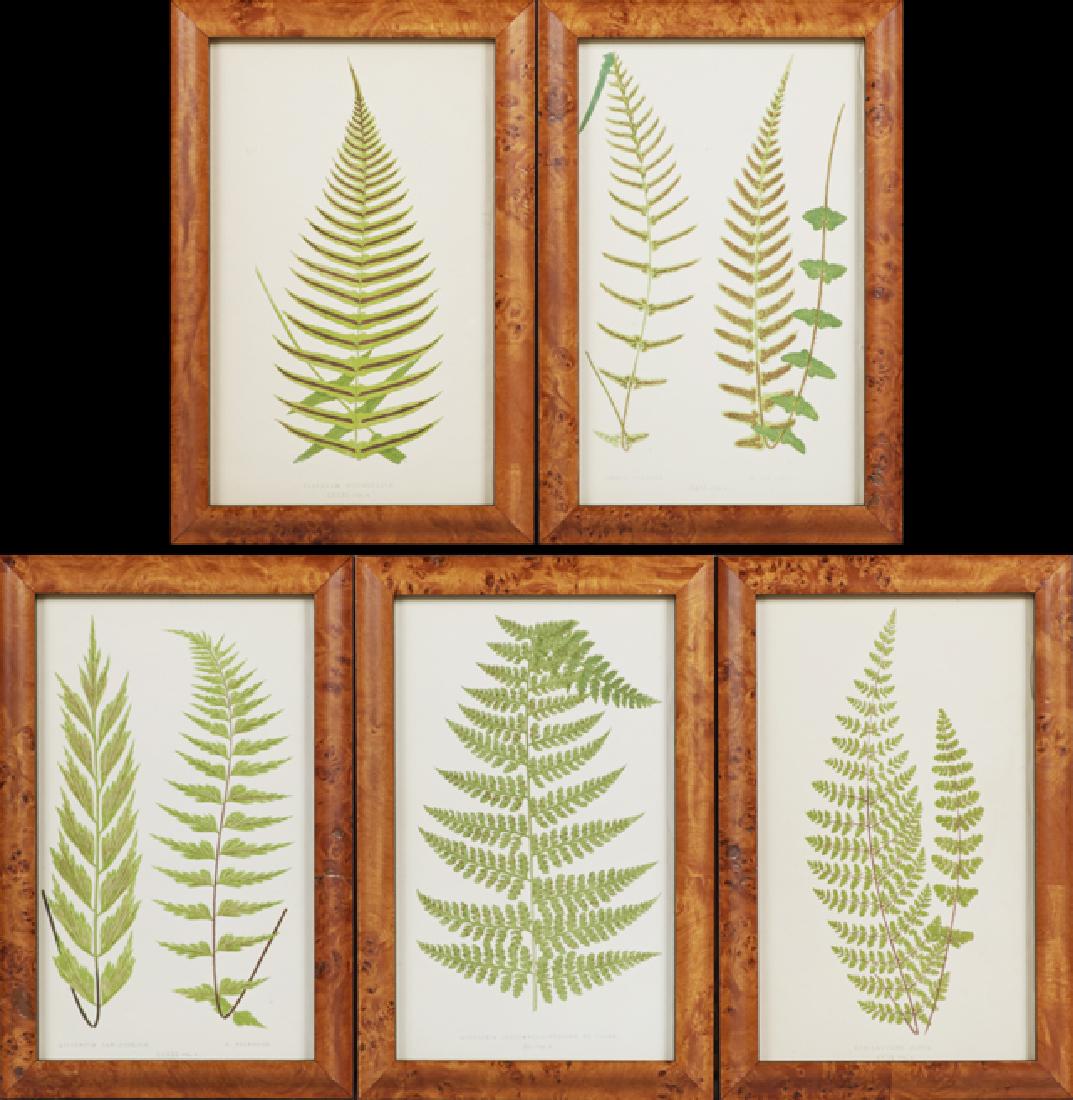 Charles Edward Faxon (1845-1918), "Doodia Caudata," (1 of 3)