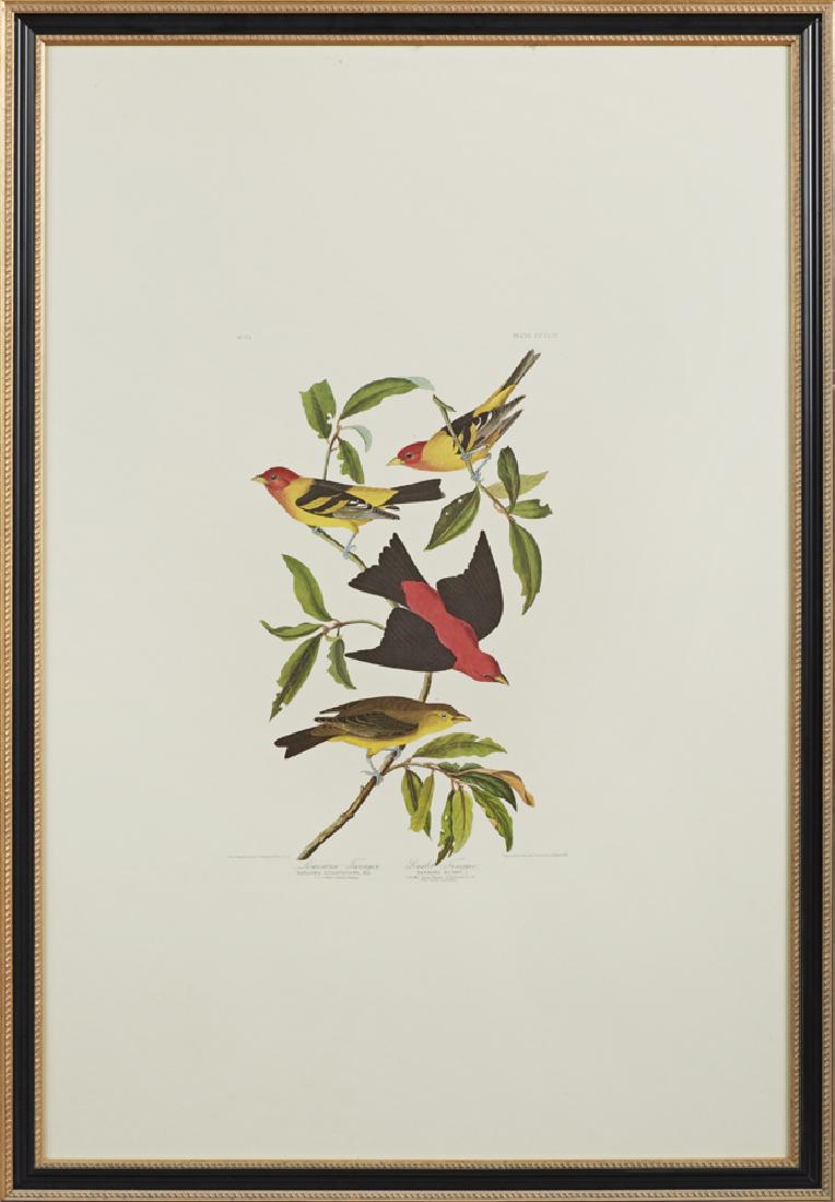 John James Audubon (1785-1851), "Louisiana Tanager and: John James Audubon (1785-1851), "Louisiana Tanager and Scarlet Tanager," No. 71, Plate 354, Amsterdam edition, presented in a black and gold frame, H.- 39 in., W.- 26 in.