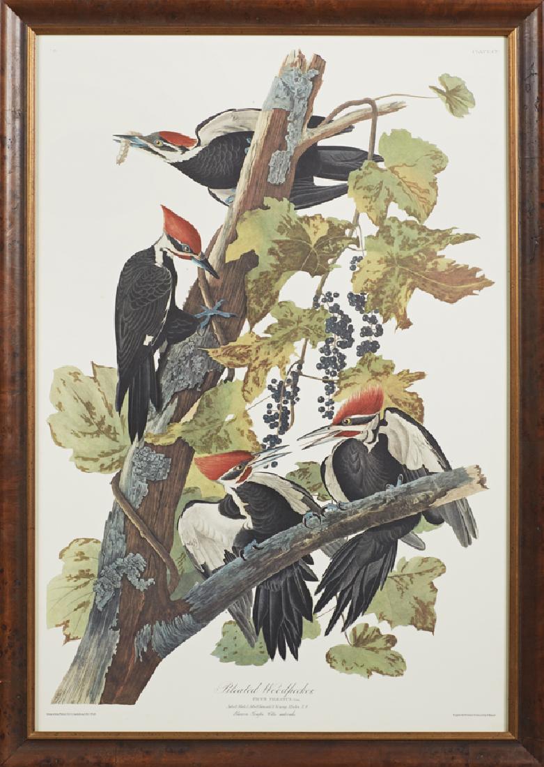 John James Audubon (1785-1851), "Pileated Woodpecker,": John James Audubon (1785-1851), "Pileated Woodpecker," No. 23, Plate 111, Princeton edition, presented in a burled and gilt wood frame, H.- 38 in., W.- 25 1/2 in.