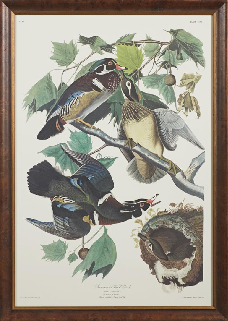 John James Audubon (1785-1851), "Summer or Wood Duck," (1 of 1)
