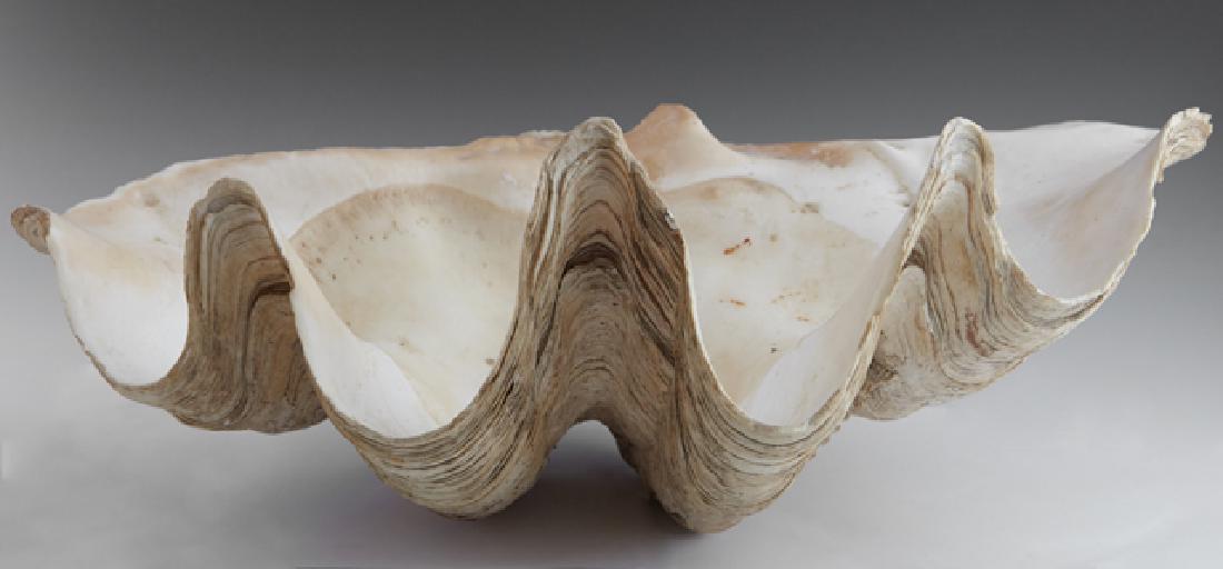 Giant Natural Clam Shell Specimen, H.- 7 3/4 in., W.-: Giant Natural Clam Shell Specimen, H.- 7 3/4 in., W.- 19 3/4 in., D.- 11 in.