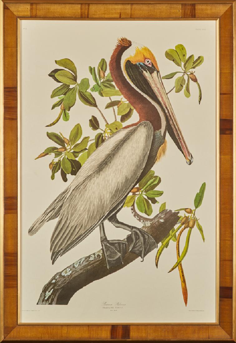 John James Audubon (1785-1851), "Brown Pelican," No.: John James Audubon (1785-1851), "Brown Pelican," No. 51, Plate 251, Amsterdam edition, presented in a wide segmented wood frame, H.- 38 3/4 in., W.- 26 in.