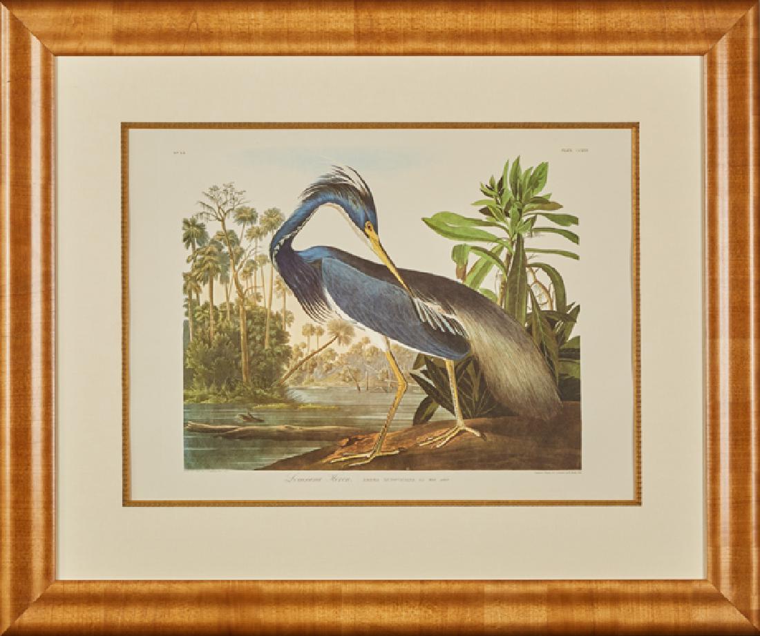 John James Audubon (1785-1851), "Louisiana Heron," No.: John James Audubon (1785-1851), "Louisiana Heron," No. 14, Plate 217, 20th c., Amsterdam edition, presented in a wide maple frame with a gilt relief liner, H.- 21 3/4 in., W.-29 1/2 in.