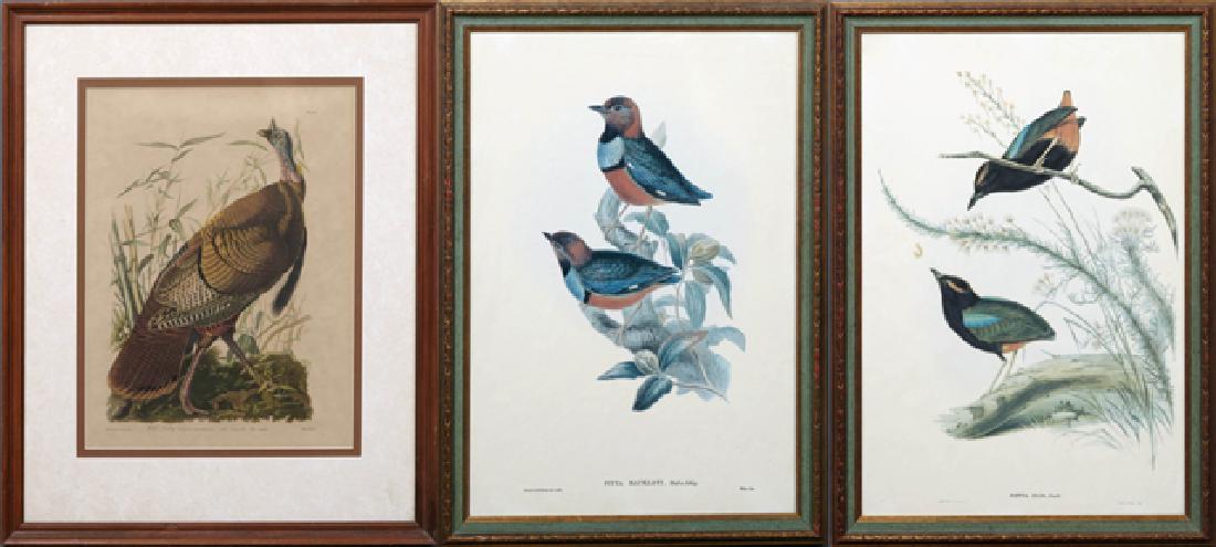 J. Gould, "Pitta Iris,""Pitta Mackloti," and John James (1 of 10)