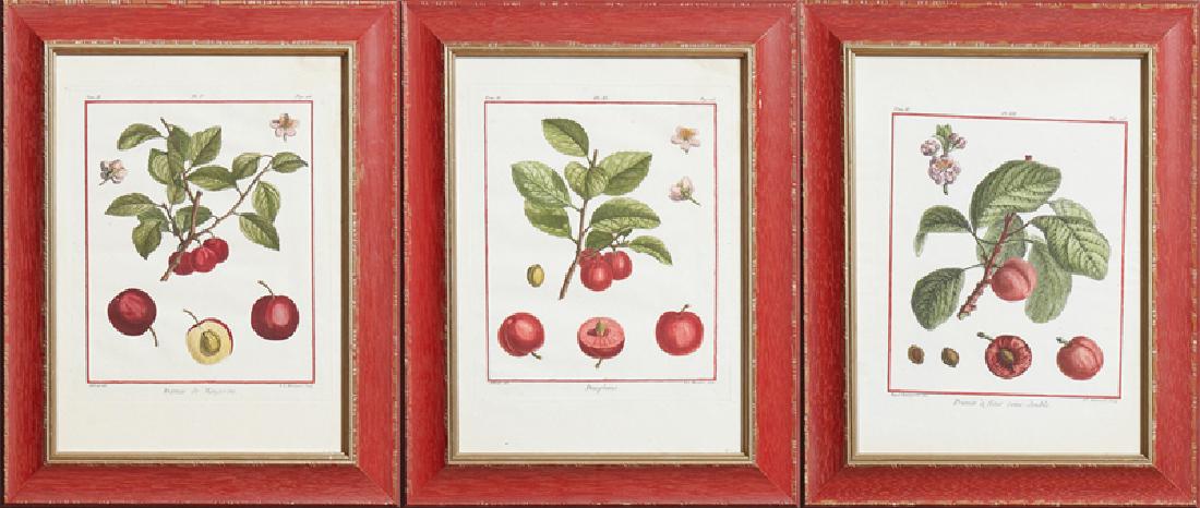 Basseporte "Prunier a Auer semi-double," Henriquez, (1 of 7)