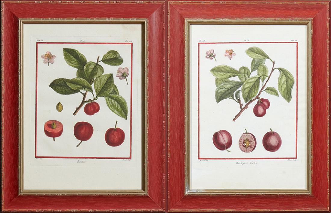 After Claude Aubriet (1651-1742), "Pedrigon Violet,": After Claude Aubriet (1651-1742), "Pedrigon Violet," and "Roiuale," 18th c., pair of colored cherry engravings, presented in polychromed red frames with silver gilt liners, H.- 12 7/8 in., W.- 9 1/4 i