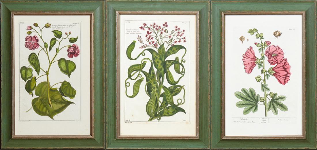 Elizabeth Blackwell (1710-1774), "Hollyhocks," (1 of 7)