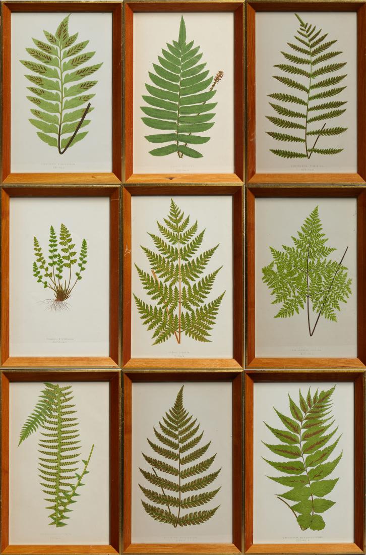 Charles Edward Faxon (1845-1918), "Pteris Hirsuta," (1 of 10)