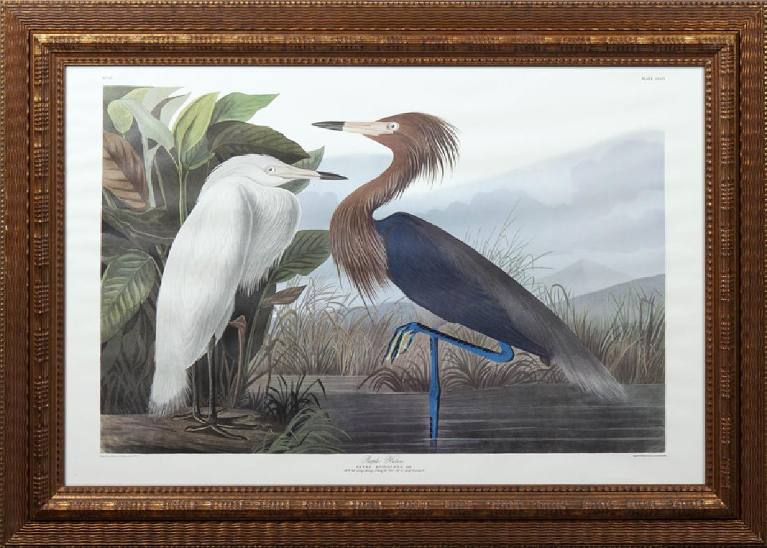 John James Audubon (1785-1851), "Purple Heron," No. 52, (1 of 2)