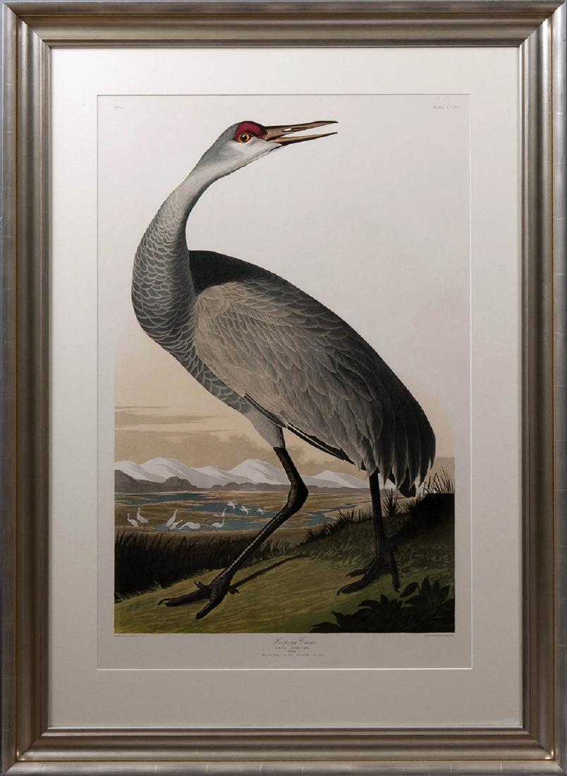 John James Audubon (1785-1851), "Whooping Crane," No. (1 of 1)