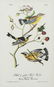 John James Audubon (1785-1851), "Louisiana Tanager," - 3