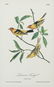 John James Audubon (1785-1851), "Louisiana Tanager," - 5
