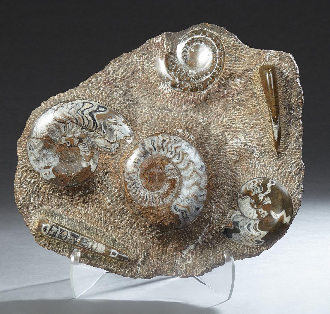 Large Trilobite Fossil Specimen, highly polished, (1 of 1)