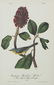 John James Audubon (1785-1851), Seven Octavo Songbird - 10