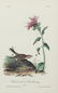 John James Audubon (1785-1851), Seven Octavo Songbird - 12