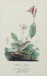 John James Audubon (1785-1851), Seven Octavo Songbird - 14