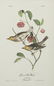 John James Audubon (1785-1851), Seven Octavo Songbird - 16