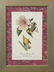 John James Audubon (1785-1851), Seven Octavo Songbird - 2