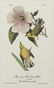 John James Audubon (1785-1851), Seven Octavo Songbird - 3