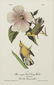 John James Audubon (1785-1851), Seven Octavo Songbird - 5