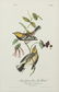 John James Audubon (1785-1851), Seven Octavo Songbird - 6