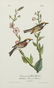 John James Audubon (1785-1851), Seven Octavo Songbird - 8